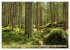 Der Wald - Ort der Ruhe und Besinnung... - Bild 13