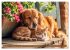 Bauernhof-Freunde - Hunde und ihre... - Bild 12