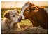 Bauernhof-Freunde - Hunde und ihre... - Bild 13