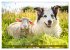 Bauernhof-Freunde - Hunde und ihre... - Bild 14