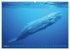 Wale: Giganten der Meere (hochwertiger... - Bild 13