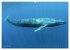 Wale: Giganten der Meere (hochwertiger... - Bild 3