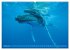 Wale: Giganten der Meere (hochwertiger... - Bild 7