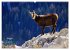 Big Five der Alpen Gämse, Steinbock,... - Bild 12