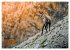 Big Five der Alpen Gämse, Steinbock,... - Bild 15