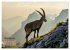 Big Five der Alpen Gämse, Steinbock,... - Bild 4