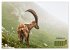 Big Five der Alpen Gämse, Steinbock,... - Bild 8
