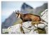 Big Five der Alpen Gämse, Steinbock,... - Bild 9