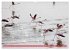 Flamingos am Lake Bogoria - Kenia... - Bild 14