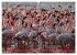 Flamingos am Lake Bogoria - Kenia... - Bild 3