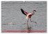 Flamingos am Lake Bogoria - Kenia... - Bild 4