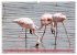 Flamingos am Lake Bogoria - Kenia... - Bild 6