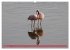 Flamingos am Lake Bogoria - Kenia... - Bild 7