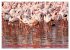 Flamingos am Lake Bogoria - Kenia... - Bild 9