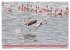 Flamingos am Lake Bogoria - Kenia... - Bild 10