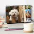Bichon frisé, weiße Hündchen mit... - Bild 2