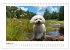 Bichon frisé, weiße Hündchen mit... - Bild 14