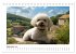 Bichon frisé, weiße Hündchen mit... - Bild 15