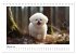 Bichon frisé, weiße Hündchen mit... - Bild 8