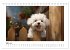 Bichon frisé, weiße Hündchen mit... - Bild 9
