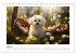 Bichon frisé, weiße Hündchen mit... - Bild 10
