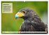 Kulturerbe Falknerei (hochwertiger... - Bild 12