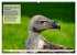 Kulturerbe Falknerei (hochwertiger... - Bild 13