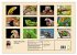 Kleine Drachen - Echsen (Wandkalender... - Bild 6