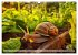 Wilde Nachbarn - Tierisches Treiben im... - Bild 12