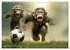 Fußballfieber bei den Babyaffen... - Bild 3