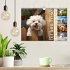 Bichon frisé, weiße Hündchen mit... - Bild 2