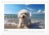 Bichon frisé, weiße Hündchen mit... - Bild 13