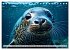 Freche Seehunde (Tischkalender 2026 DIN... - Bild 14