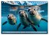 Freche Seehunde (Tischkalender 2026 DIN... - Bild 5
