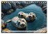 Freche Seehunde (Tischkalender 2026 DIN... - Bild 8