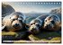 Freche Seehunde (Tischkalender 2026 DIN... - Bild 9