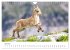 Steinbock - König der Alpen... - Bild 12