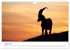 Steinbock - König der Alpen... - Bild 14