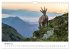 Steinbock - König der Alpen... - Bild 3