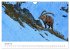 Steinbock - König der Alpen... - Bild 7
