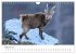 Steinbock - König der Alpen... - Bild 8