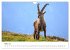 Steinbock - König der Alpen... - Bild 9