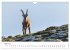 Steinbock - König der Alpen... - Bild 10