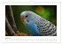 Wellensittichkalender! - Das Original... - Bild 12