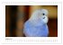 Wellensittichkalender! - Das Original... - Bild 14