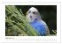 Wellensittichkalender! - Das Original... - Bild 15