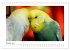 Wellensittichkalender! - Das Original... - Bild 3