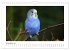 Wellensittichkalender! - Das Original... - Bild 4