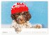 Lagotto Romagnolo - der Trüffelhund... - Bild 5
