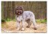 Lagotto Romagnolo - der Trüffelhund... - Bild 8
